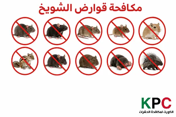 مكافحة حشرات الشويخ,رقم مكافحة القوارض الشويخ,القوارض الشويخ,مكافحة القوارض الشويخ